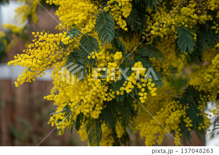 Mimosa branches covered with bright yellow blossoms and textured green leaves create rich floral composition and seasonal spring botanical background. Eco branding, wellness visuals Mimosa branches covered with bright yellow blossoms and textured green leaves create rich floral composition and seasonal spring botanical background. Eco branding, wellness visuals 137048263