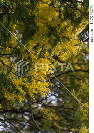 Yellow mimosa blossoms filling frame with dense clusters and green leaves, natural floral texture and spring color palette. Seasonal marketing, nature branding, wellness content, botanical education Yellow mimosa blossoms filling frame with dense clusters and green leaves, natural floral texture and spring color palette. Seasonal marketing, nature branding, wellness content, botanical education 137048276