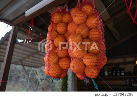 Oranges hanging in mesh bags at roadside market, fresh citrus fruit display with warm natural colors and vertical composition. Grocery promotion, local food marketing, fresh produce supply Oranges hanging in mesh bags at roadside market, fresh citrus fruit display with warm natural colors and vertical composition. Grocery promotion, local food marketing, fresh produce supply 137048289