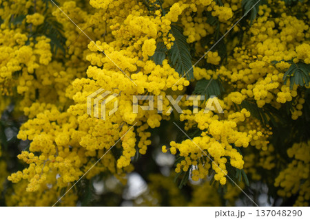 Mimosa branches covered with bright yellow blossoms and textured green leaves create rich floral composition and seasonal spring botanical background. Eco branding, wellness visuals Mimosa branches covered with bright yellow blossoms and textured green leaves create rich floral composition and seasonal spring botanical background. Eco branding, wellness visuals 137048290