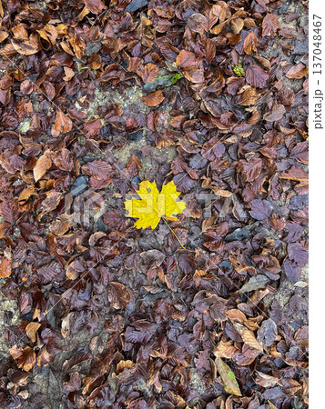 A yellow maple leaf in a pile of brown leaves A yellow maple leaf in a pile of brown leaves 137048467