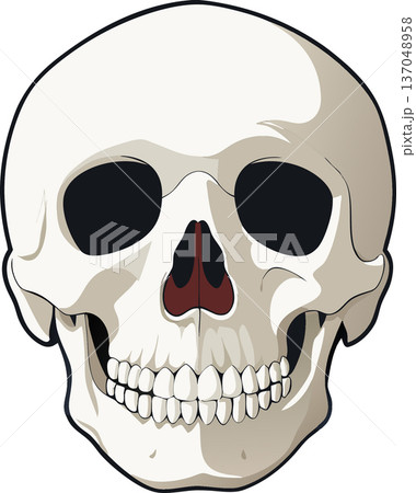 Human skull showing teeth and nasal bone structure 137048958