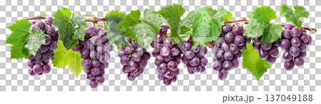 Ripe purple grapes hanging in bunches from vine with green leaves and water droplets, on white background, symbolizing freshness 137049188
