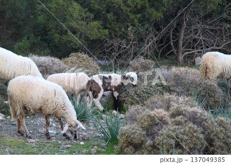 cute sheep in nature cute sheep in nature 137049385