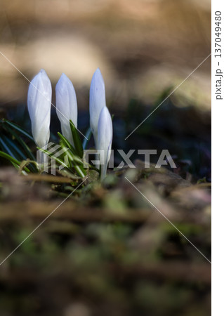 Delicate White Crocuses Emerging in Nature 137049480