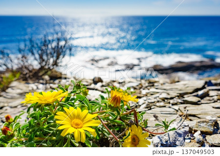 Yellow flowers on mediterranean coast Yellow flowers on mediterranean coast 137049503