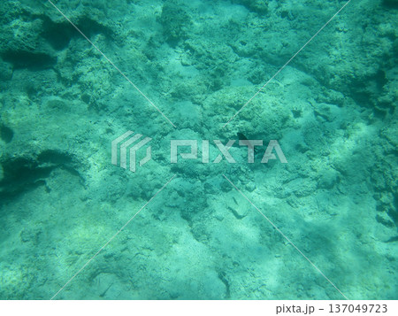 photo taken under water 137049723