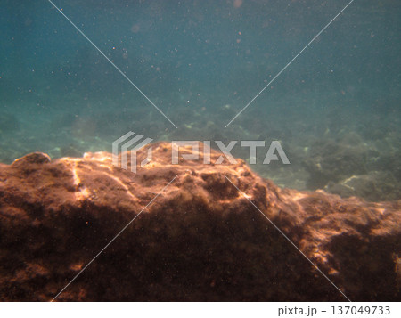 photo taken under water photo taken under water 137049733