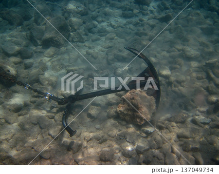 photo taken under water photo taken under water 137049734