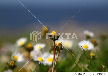 tiny beautiful daisies. close up flowers. tiny beautiful daisies. close up flowers. 137049844