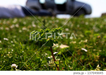 tiny beautiful daisies. close up flowers. tiny beautiful daisies. close up flowers. 137049845
