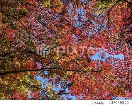 紅葉 紅葉 137049890