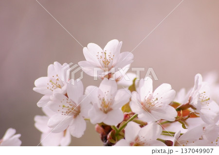 満開の桜の花のクローズアップ 満開の桜の花のクローズアップ 137049907