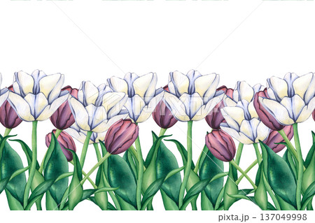 Seamless border of Tulips. Watercolor hand drawn floral illustration of Spring garden flowers. Seamless watercolor ornament of flowers. Border with tulips for packaging, postcards, textiles Seamless border of Tulips. Watercolor hand drawn floral illustration of Spring garden flowers. Seamless watercolor ornament of flowers. Border with tulips for packaging, postcards, textiles 137049998