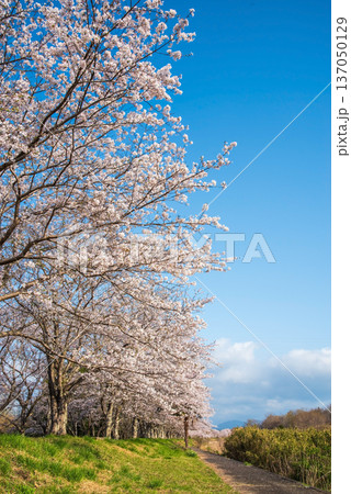 北神山安濃川沿いの桜並木 朝景色《三重県 津市 芸濃町》 北神山安濃川沿いの桜並木 朝景色《三重県 津市 芸濃町》 137050129
