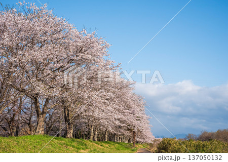 北神山安濃川沿いの桜並木 朝景色《三重県 津市 芸濃町》 北神山安濃川沿いの桜並木 朝景色《三重県 津市 芸濃町》 137050132