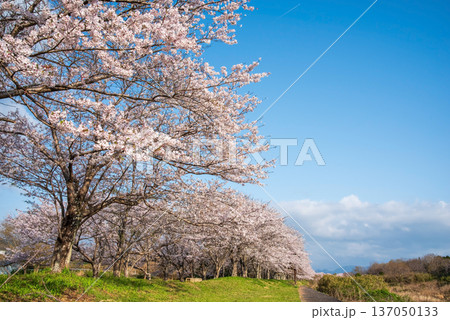 北神山安濃川沿いの桜並木 朝景色《三重県 津市 芸濃町》 北神山安濃川沿いの桜並木 朝景色《三重県 津市 芸濃町》 137050133
