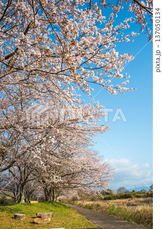 北神山安濃川沿いの桜並木 朝景色《三重県 津市 芸濃町》 北神山安濃川沿いの桜並木 朝景色《三重県 津市 芸濃町》 137050134