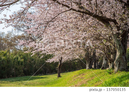 北神山花街道 安濃川沿いの桜並木 朝景色《三重県 津市 芸濃町》 北神山花街道 安濃川沿いの桜並木 朝景色《三重県 津市 芸濃町》 137050135