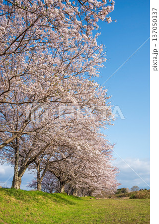 北神山花街道 安濃川沿いの桜並木 《三重県 津市 芸濃町》 北神山花街道 安濃川沿いの桜並木 《三重県 津市 芸濃町》 137050137