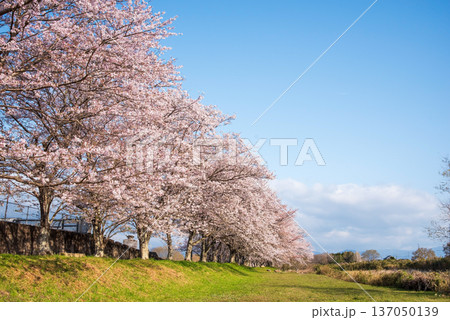 北神山安濃川沿いの桜並木 朝景色《三重県 津市 芸濃町》 北神山安濃川沿いの桜並木 朝景色《三重県 津市 芸濃町》 137050139