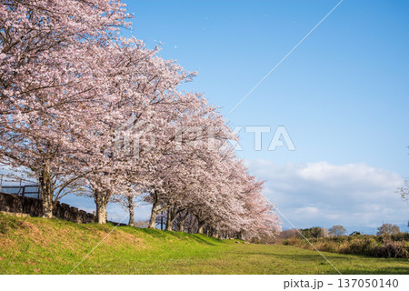 北神山安濃川沿いの桜並木 朝景色《三重県 津市 芸濃町》 北神山安濃川沿いの桜並木 朝景色《三重県 津市 芸濃町》 137050140