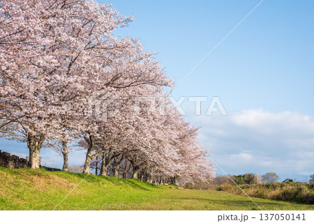 北神山安濃川沿いの桜並木 朝景色《三重県 津市 芸濃町》 北神山安濃川沿いの桜並木 朝景色《三重県 津市 芸濃町》 137050141