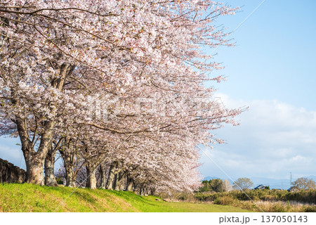 北神山安濃川沿いの桜並木 朝景色《三重県 津市 芸濃町》 北神山安濃川沿いの桜並木 朝景色《三重県 津市 芸濃町》 137050143