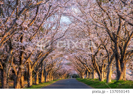 北神山安濃川沿いの桜並木 朝景色《三重県 津市 芸濃町》 137050145