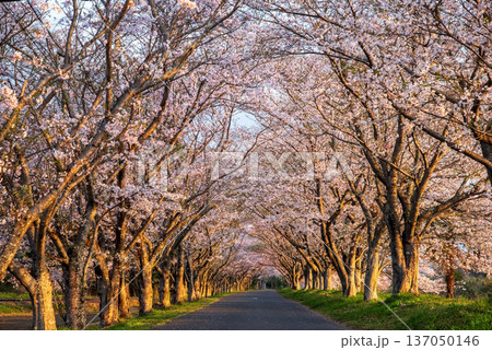 北神山安濃川沿いの桜並木 朝景色《三重県 津市 芸濃町》 北神山安濃川沿いの桜並木 朝景色《三重県 津市 芸濃町》 137050146