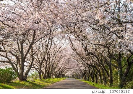 北神山安濃川沿いの桜並木 朝景色《三重県 津市 芸濃町》 北神山安濃川沿いの桜並木 朝景色《三重県 津市 芸濃町》 137050157