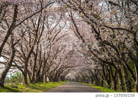 北神山安濃川沿いの桜並木 朝景色《三重県 津市 芸濃町》 北神山安濃川沿いの桜並木 朝景色《三重県 津市 芸濃町》 137050159