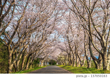 北神山花街道 安濃川沿いの桜並木 朝景色《三重県 津市 芸濃町》 北神山花街道 安濃川沿いの桜並木 朝景色《三重県 津市 芸濃町》 137050163