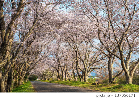 北神山安濃川沿いの桜並木 朝景色《三重県 津市 芸濃町》 北神山安濃川沿いの桜並木 朝景色《三重県 津市 芸濃町》 137050171
