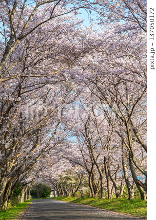 北神山安濃川沿いの桜並木 朝景色《三重県 津市 芸濃町》 北神山安濃川沿いの桜並木 朝景色《三重県 津市 芸濃町》 137050172