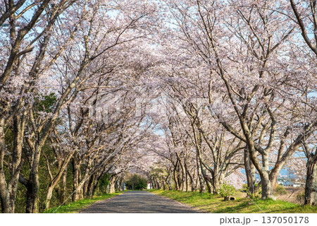 北神山安濃川沿いの桜並木 朝景色《三重県 津市 芸濃町》 北神山安濃川沿いの桜並木 朝景色《三重県 津市 芸濃町》 137050178