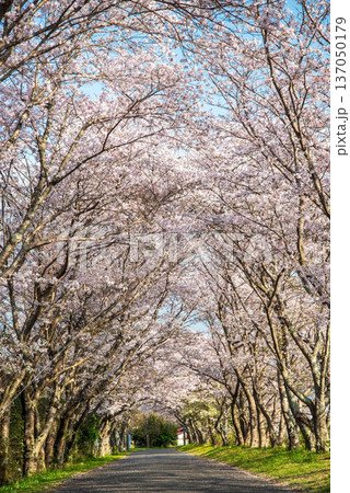 北神山安濃川沿いの桜並木 朝景色《三重県 津市 芸濃町》 北神山安濃川沿いの桜並木 朝景色《三重県 津市 芸濃町》 137050179