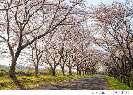 北神山安濃川沿いの桜並木 朝景色《三重県 津市 芸濃町》 137050181