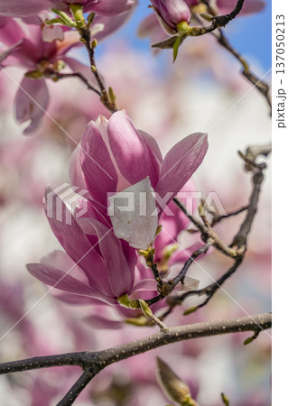 Close-Up of Pink Magnolia Flower 137050213