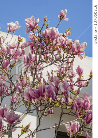 Magnolia Trees in Full Bloom, Wide View Magnolia Trees in Full Bloom, Wide View 137050216