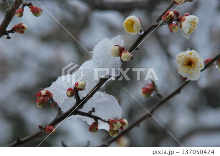 雪景色に「ツボミの梅の花」 雪景色に「ツボミの梅の花」 137050424