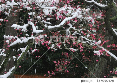 雪景色と「紅梅の花」 雪景色と「紅梅の花」 137050426