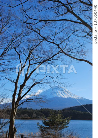 春の開花をジッと待つ「桜と富士山」 137050440