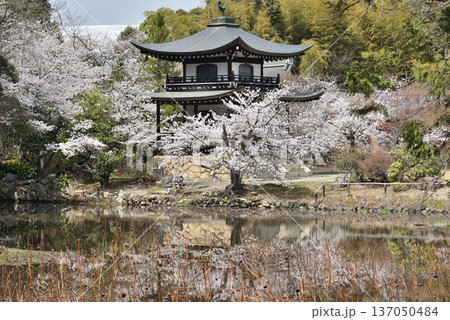 大本山勧修寺 対岸の氷室池から眺める観音堂とサクラ(京都市山科区) 大本山勧修寺 対岸の氷室池から眺める観音堂とサクラ(京都市山科区) 137050484
