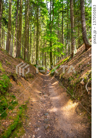 A person walks along a hollow road surrounded by tall trees. Sunlight filters through the branches. The ground is uneven and covered with dirt and moss. 137050863