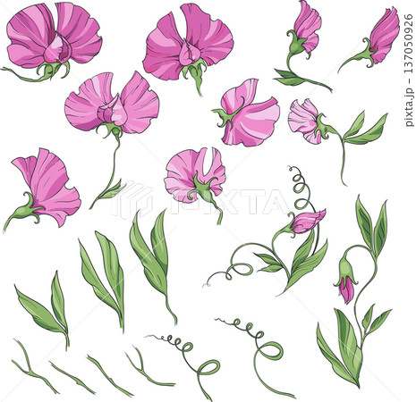 sweet pea pink flowers and leaves, vintage illustration. big set of elements isolated 137050926