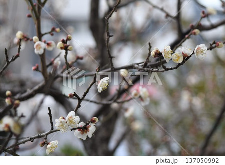 冬の花、「白梅」 137050992