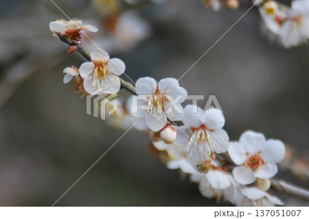 春を呼ぶ「梅の花」 137051007