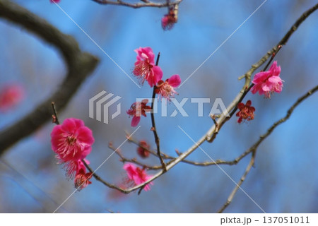 「紅梅の花」 137051011
