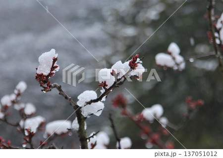 雪景色と、寒さに耐える「紅梅のツボミ」 137051012
